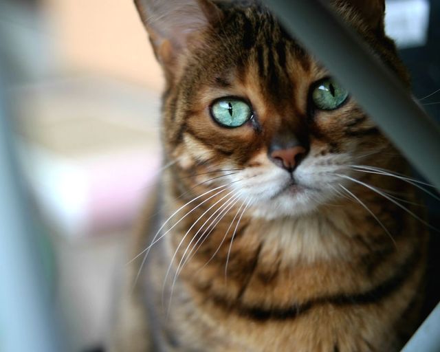 Бенгальський кіт з незвичайними очима підкорює мережу - фото 262864