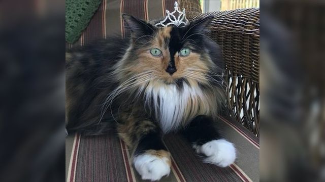 Вусатий депутат: у США кішка стала мером селища