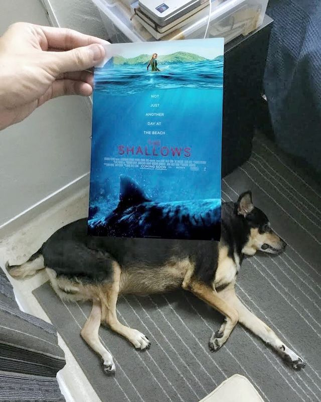 Постери відомих фільмів доповнили домашні улюбленці - фото 261307