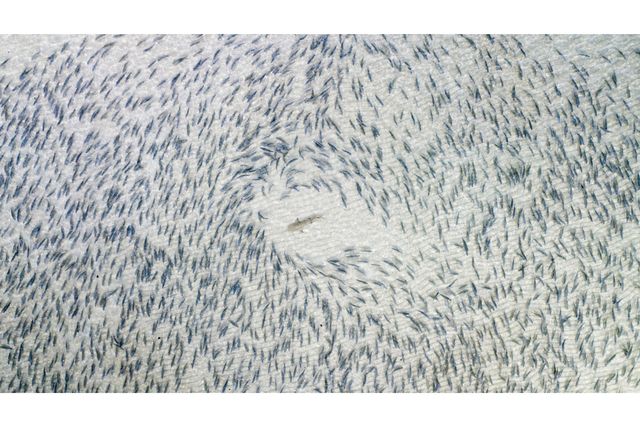 Названо найкращі фото, зроблені за допомогою дронів - фото 266728