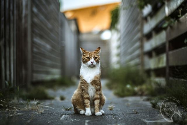 Коти в об'єктиві талановитого фотографа - фото 266479