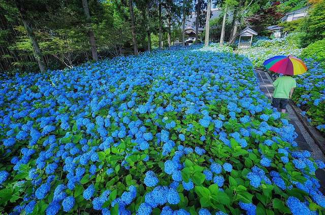 Квітковий світ в об'єктиві японського фотографа - фото 262054