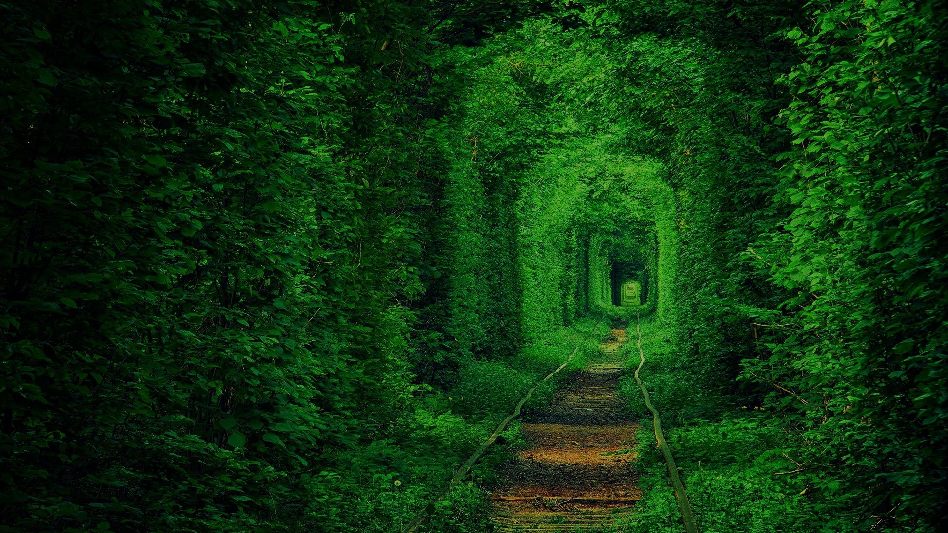 Тунель кохання на Рівненщині - фото 1