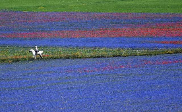 Квітучі поля Італії в яскравих пейзажах- фото 263149