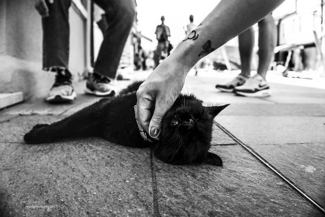 Задоволені коти у чарівному фотопроекті - фото 259741