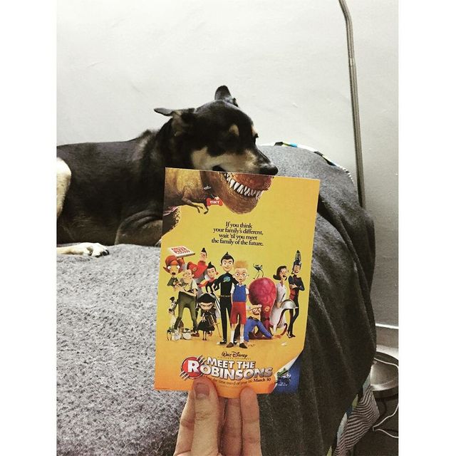 Постери відомих фільмів доповнили домашні улюбленці - фото 261308