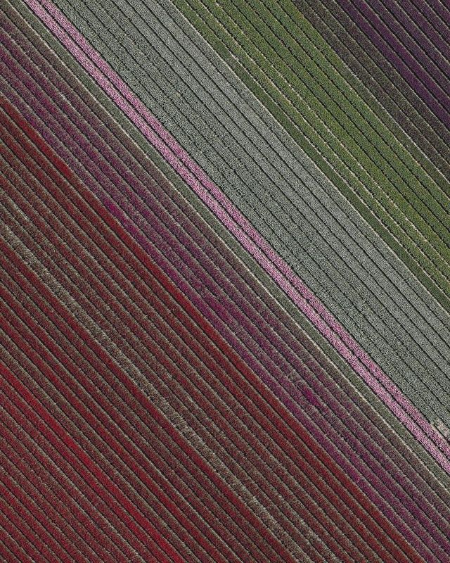 Том Хеген знімає тюльпанові поля з висоти - фото 265005