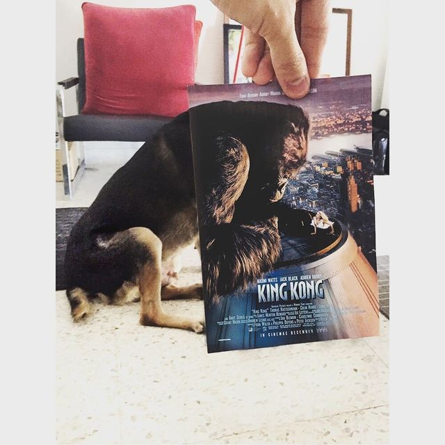 Постери відомих фільмів доповнили домашні улюбленці - фото 261304