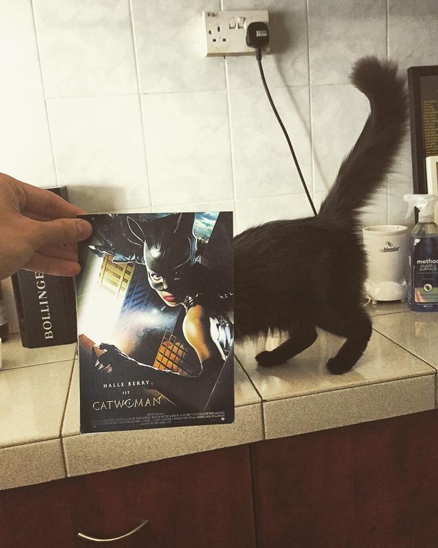 Постери відомих фільмів доповнили домашні улюбленці - фото 261300