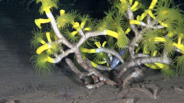 Як виглядають коралові ліси в підводних вулканах Сицилії - фото 262460