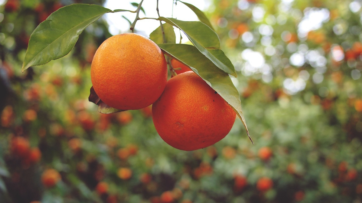 Учені виявили несподівану корисну властивість апельсинів - фото 1