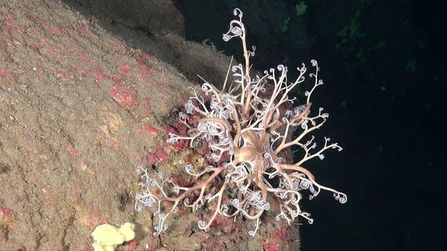 Підводний світ Сицилії у казкових знімках - фото 263106