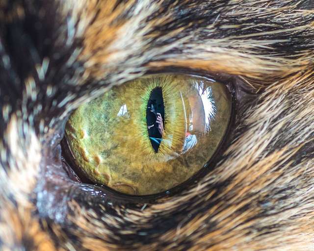 Котячі очі: незвичайні кадри американського фотографа - фото 260567