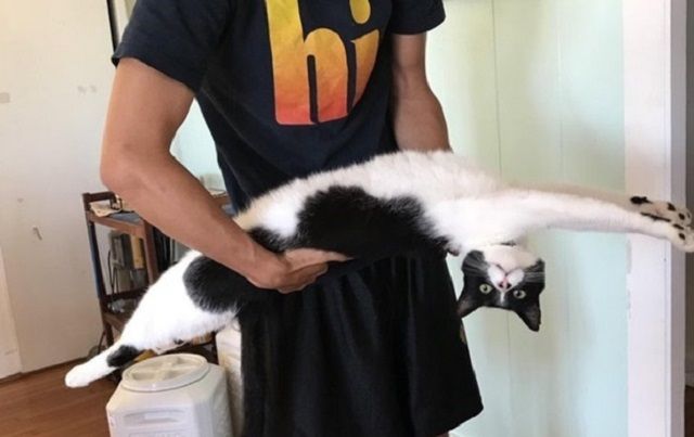 Гнучкого кота перетворили в мем - фото 1