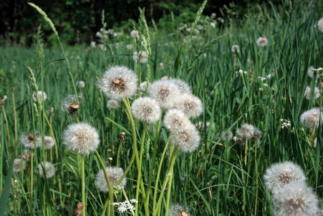Кульбабки - фото 261416