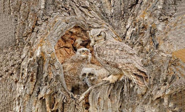 Спробуйте знайти сов на цих знімках- фото 263857