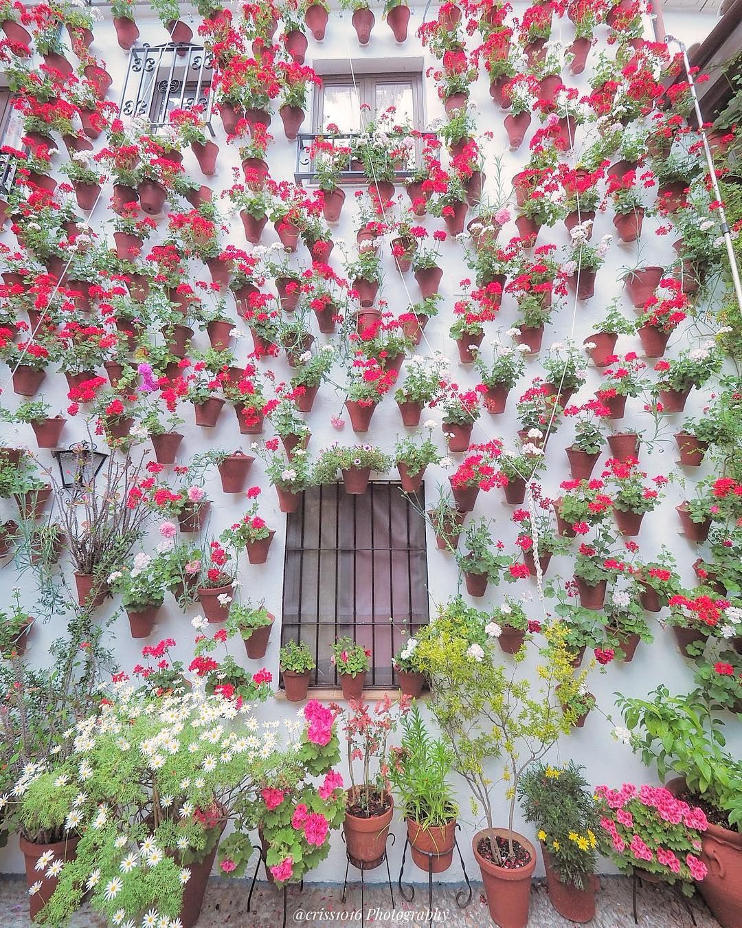 Квітковий світ в об'єктиві японського фотографа - фото 1