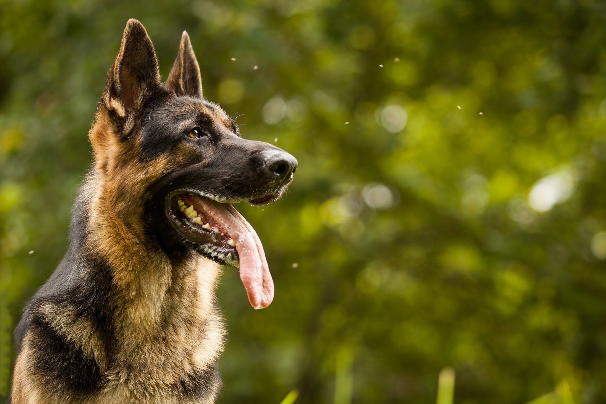 Вівчарка загубила господаря в маленькій кімнаті: кумедне відео