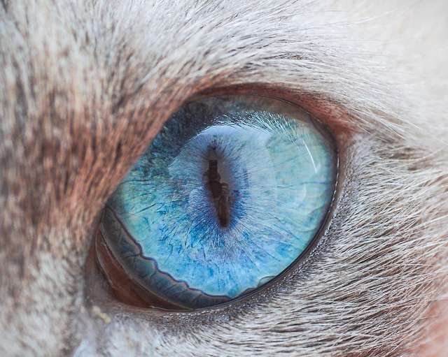 Котячі очі: незвичайні кадри американського фотографа - фото 260571