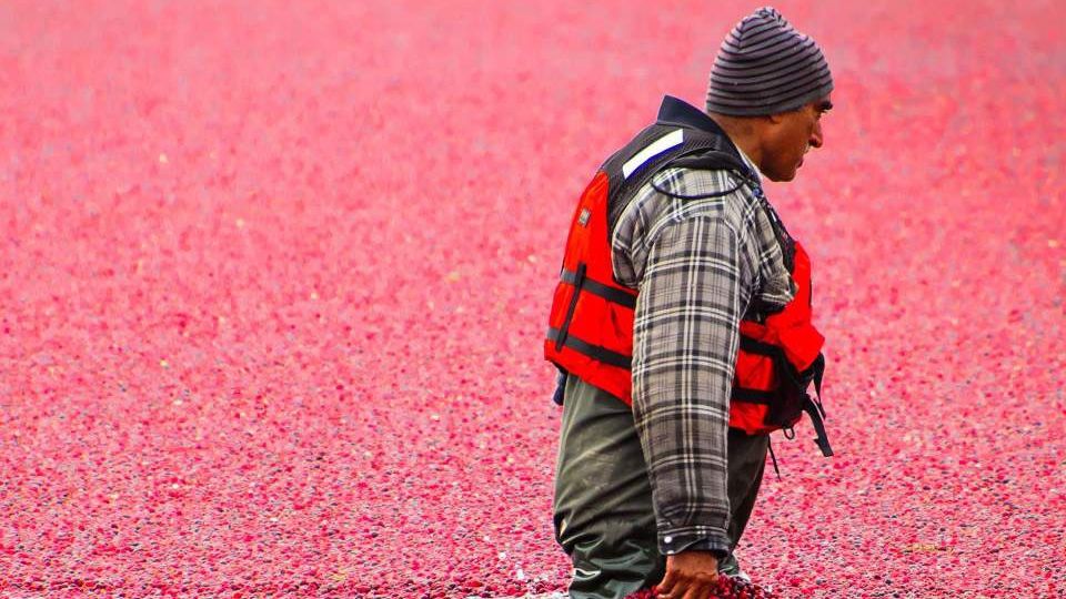 Як збирають журавлину у Канаді: колоритні фото