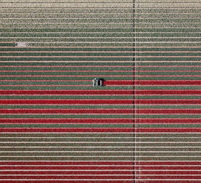 Том Хеген знімає тюльпанові поля з висоти - фото 265003