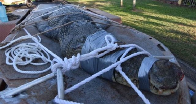 Гігантського крокодила впіймали після 8-річного полювання: фотофакт - фото 261860