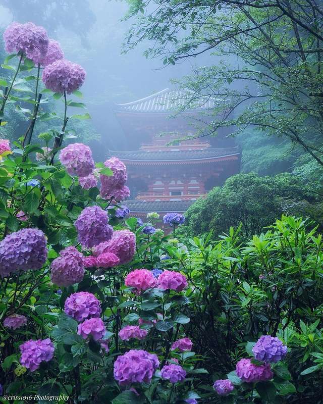 Квітковий світ в об'єктиві японського фотографа - фото 262060