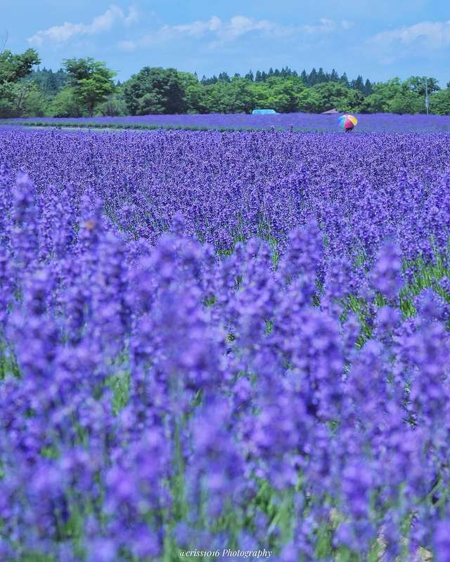 Квітковий світ в об'єктиві японського фотографа - фото 262052