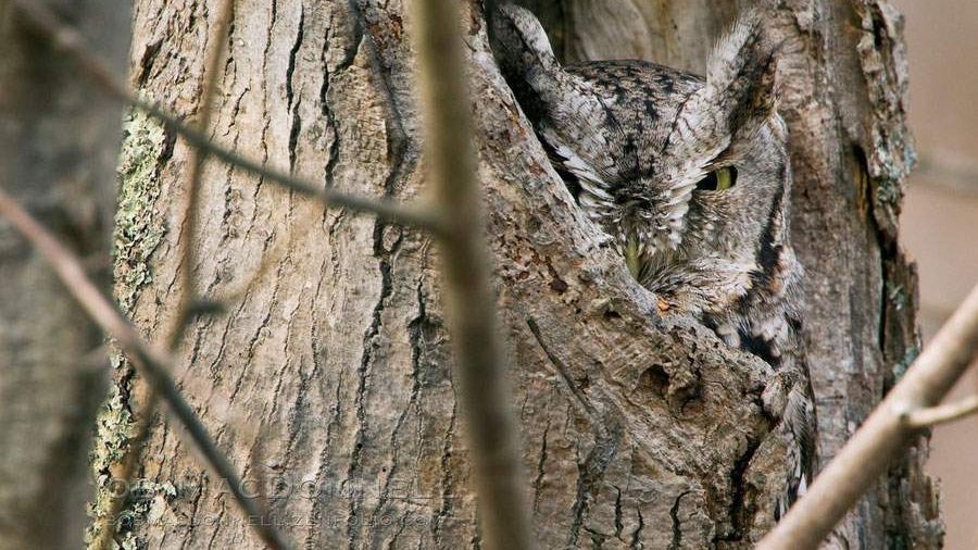 Спробуйте знайти сову на цих знімках
