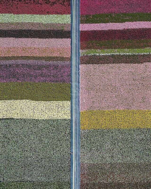 Том Хеген знімає тюльпанові поля з висоти - фото 265010