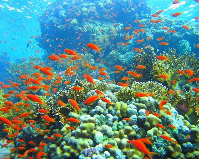 Море в районі бухти викликає великий інтерес для нирців- фото 265235