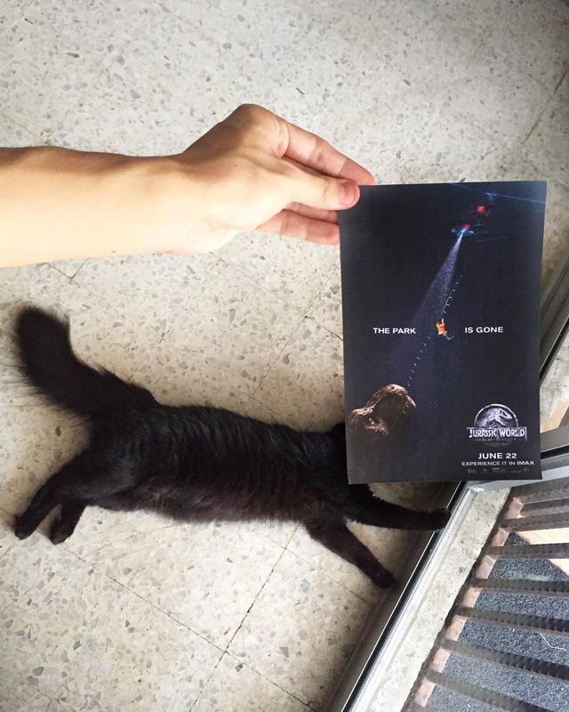 Постери відомих фільмів доповнили домашні улюбленці - фото 261306