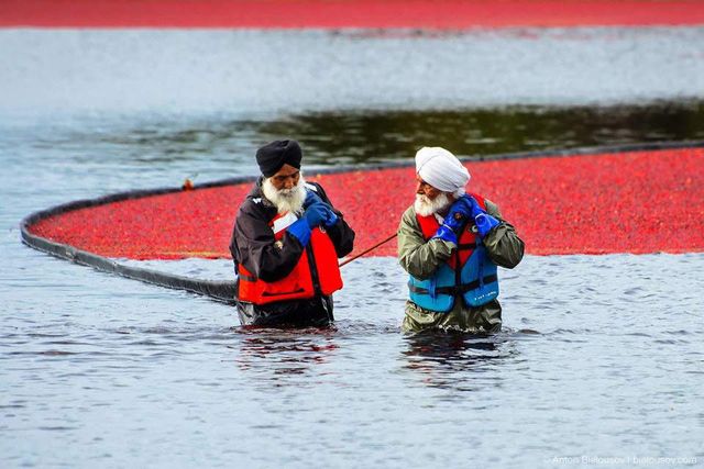 Журавлинні поля Канади в яскравих знімках- фото 261125