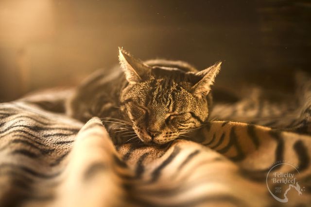 Коти в об'єктиві талановитого фотографа - фото 266482