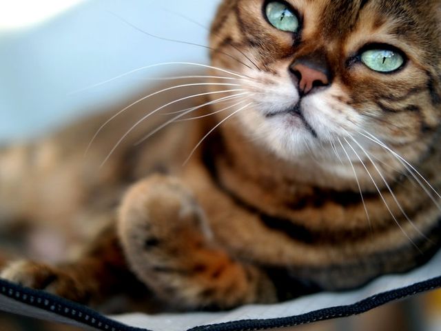 Бенгальський кіт з незвичайними очима підкорює мережу - фото 262862