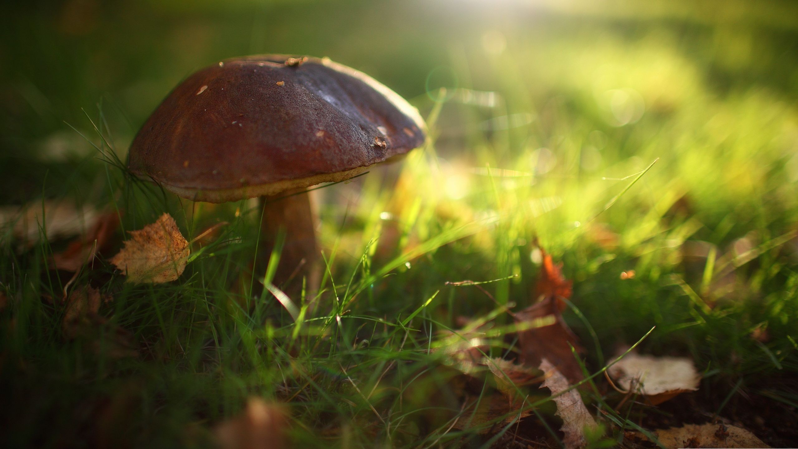 У Карпатах збирають величезні гриби: фотофакт