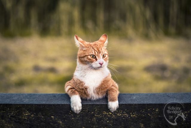 Коти в об'єктиві талановитого фотографа - фото 266483