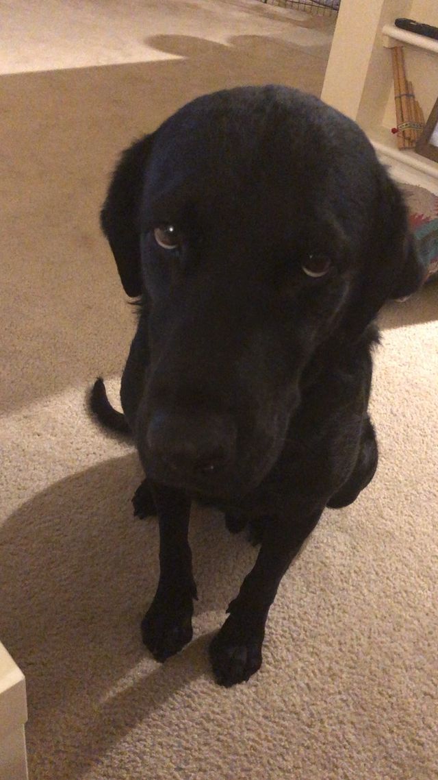 Чарівний собака став зіркою мережі: миле відео