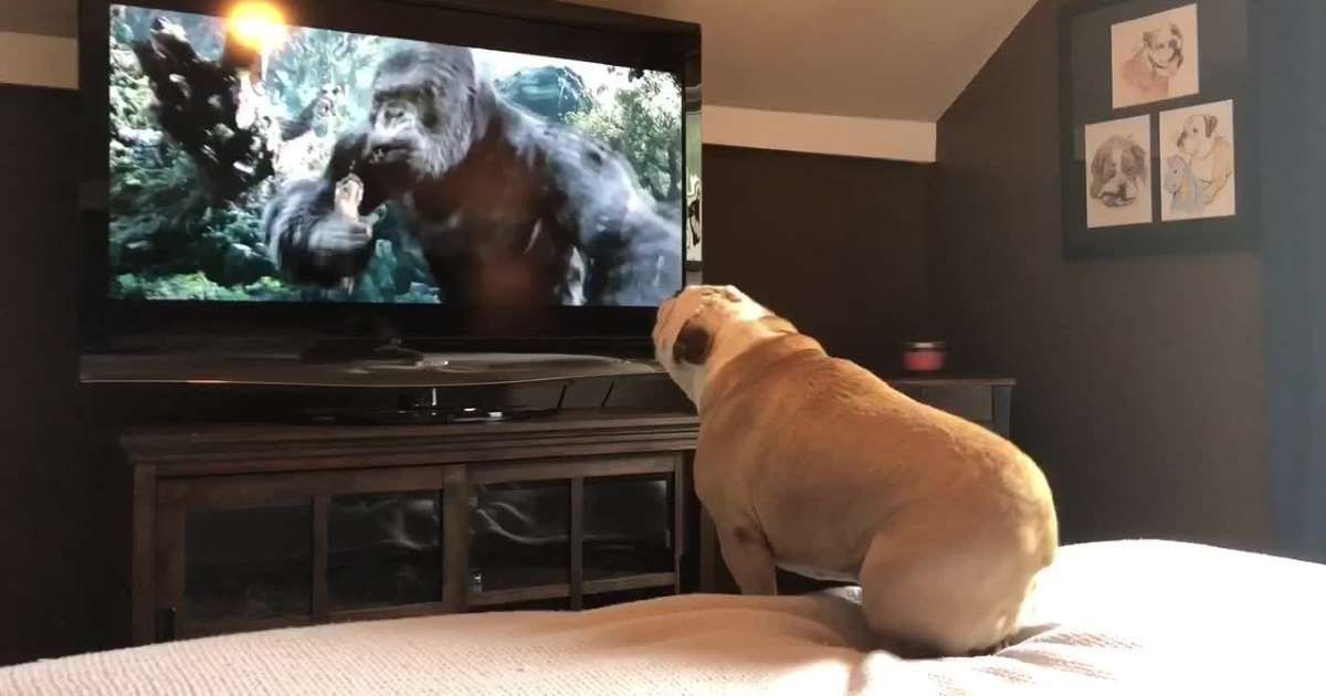 Реакція бульдога на новий фільм про Кінг-Конга стала хітом мережі