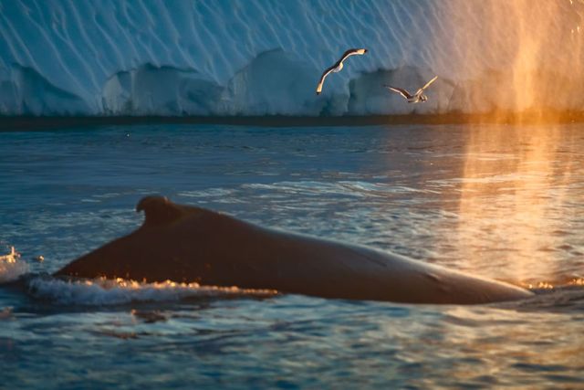 Ці фото льодовиків Гренландії захоплюють дух - фото 264607