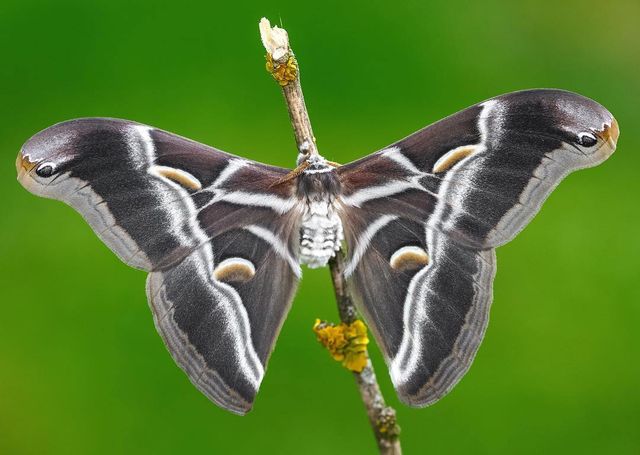 Угорський студент подорожує та фотографує рідкісних метеликів - фото 269490