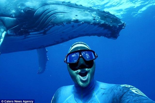 Видовищний ролик з горбатим китом захопив мережу- фото 270757