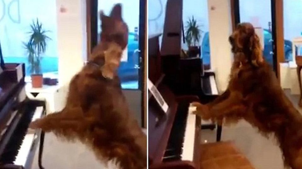 Будучи щеням, Елмо вже відрізнявся любов'ю до музики - фото 1