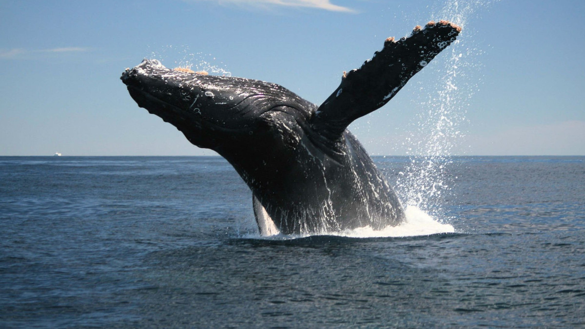 Горбатий кит - фото 1