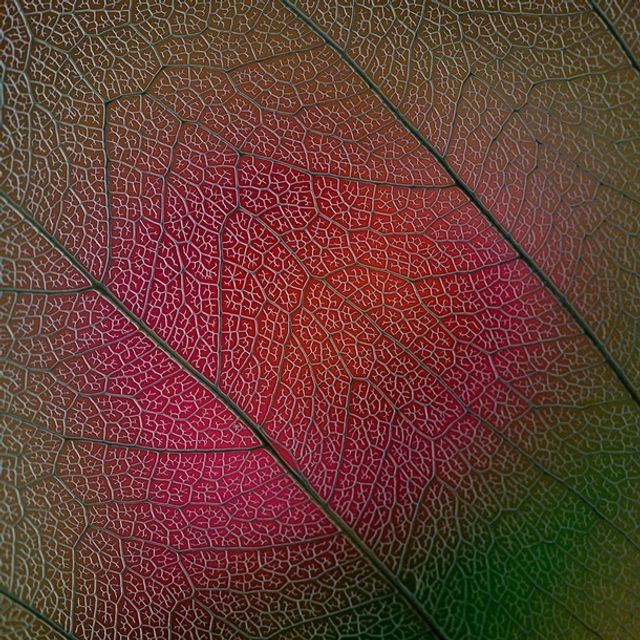 Найкращі макрофото квітів - фото 267134