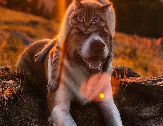 Пухнасті мандрівники підкорили Reddit