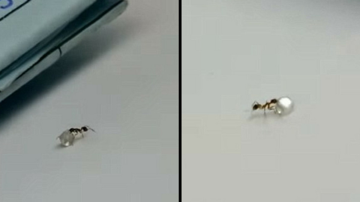 Дивіться кумедне відео з мурахою, яка намагається поцупити діамант - фото 1