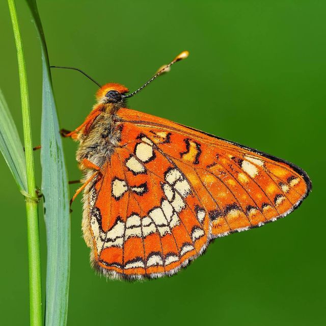 Угорський студент подорожує та фотографує рідкісних метеликів - фото 269493