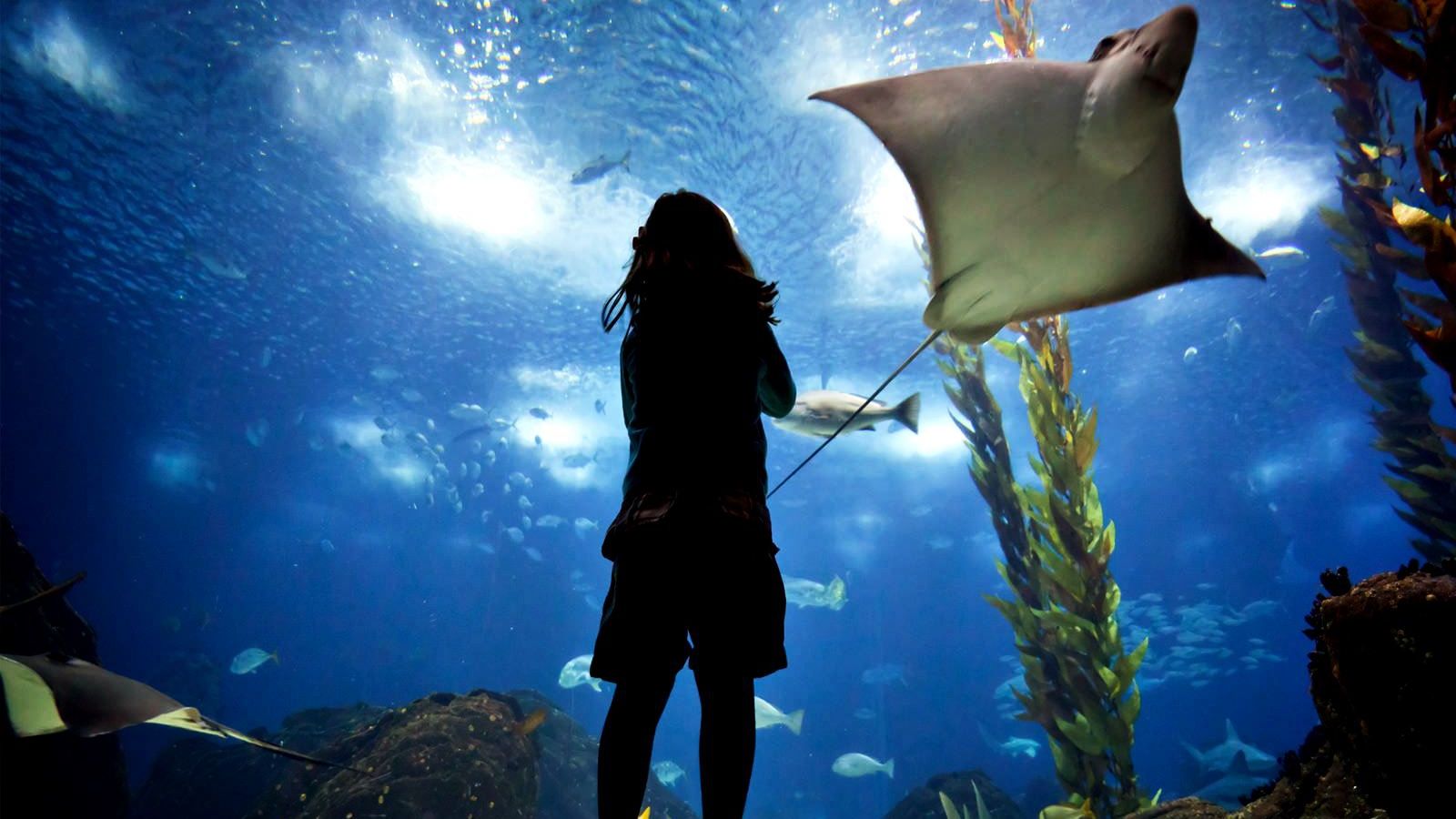 Названо найкращий у світі океанаріум