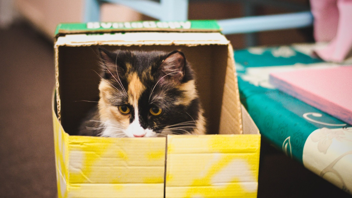 Ось чому коти люблять коробки - фото 1